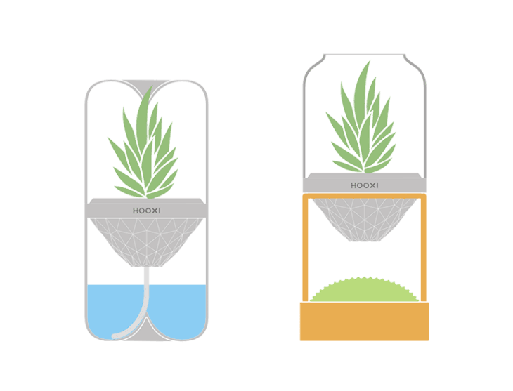 植物喜爱捕捉室内的小飞虫,晚上可打开玻璃罩 小飞虫会被植物特有