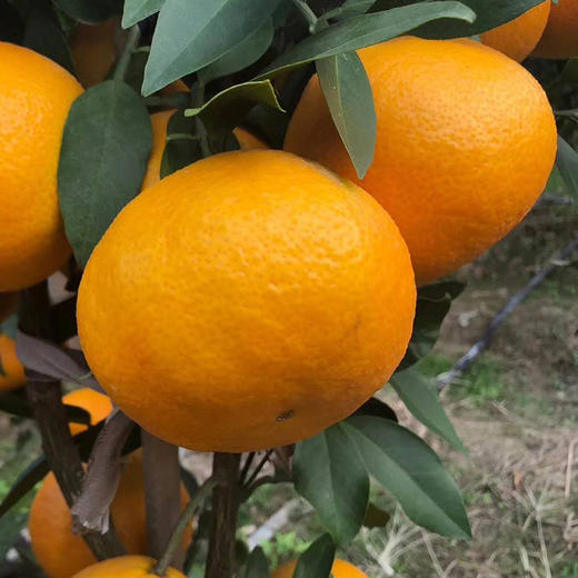 尊享美人桔中贵族江南果王爱媛28号