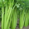 有机蔬菜 新鲜西芹400g欧盟认证 全国满额包邮 商品缩略图3