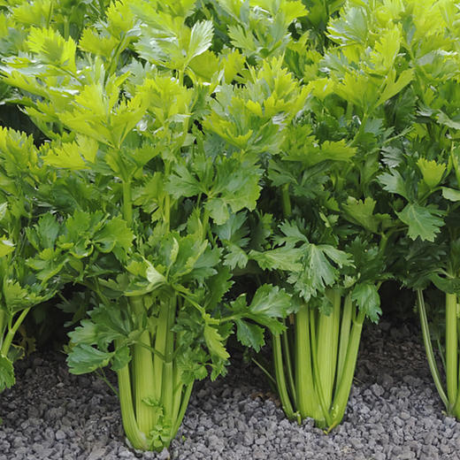 有机蔬菜 新鲜西芹400g欧盟认证 全国满额包邮 商品图2