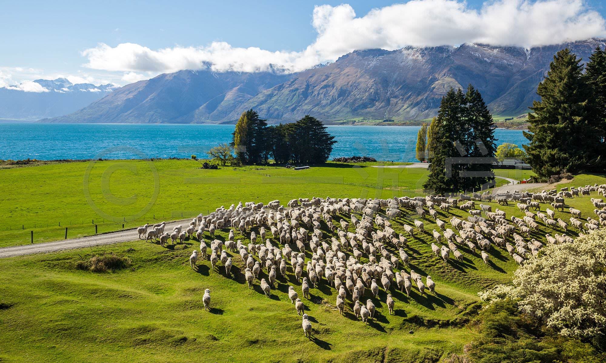 【新西兰】三一游学-奥克兰全英浸泡12-18岁冬令营