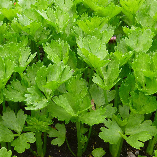有机蔬菜 新鲜西芹400g欧盟认证 全国满额包邮 商品图4