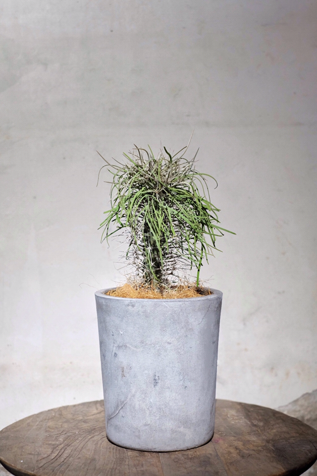 珍奇沙漠植物马达加斯加龙树didiereamadagascariensis