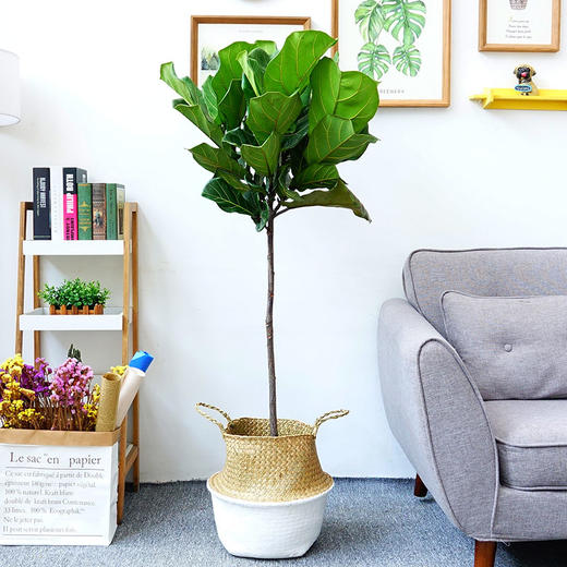草编篮大型绿植-天堂鸟鹤望兰植物室内琴叶榕盆栽虎皮兰植物室内龟背竹吸甲醛绿植北欧风 商品图1
