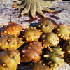 大连野生辽刺参(海参) | 深海捕捞 | 公平贸易 | 基地直发包邮 * Dalian Wild Liaoning Sea Cucumber 商品缩略图5