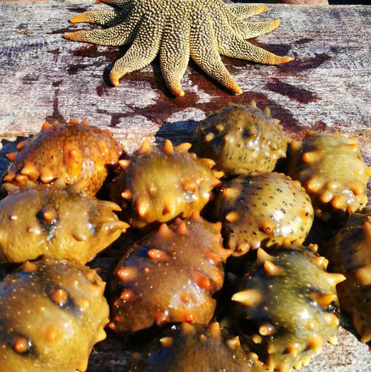 大连野生辽刺参(海参) | 深海捕捞 | 公平贸易 | 基地直发包邮 * Dalian Wild Liaoning Sea Cucumber 商品图5