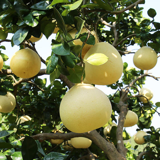 中国铁塔扶贫商品宣恩馆贡水白柚富硒柚子4个装