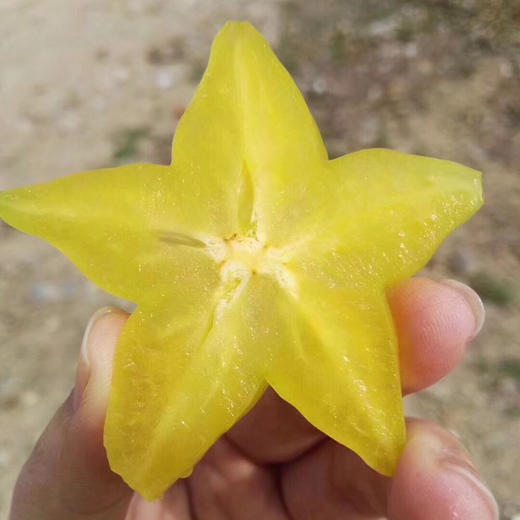 台湾红龙杨桃，杨桃高颜值水果，切出来像小星星，清清爽爽的味道，很适合减肥的mm，杨桃是高纤维，低脂，低热量的水果。 商品图4