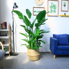 草编篮大型绿植-天堂鸟鹤望兰植物室内琴叶榕盆栽虎皮兰植物室内龟背竹吸甲醛绿植北欧风 商品缩略图0