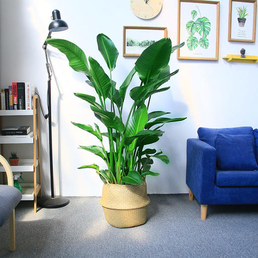草编篮大型绿植-天堂鸟鹤望兰植物室内琴叶榕盆栽虎皮兰植物室内龟背竹吸甲醛绿植北欧风 商品图0
