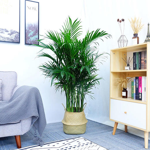 草编篮大型绿植-天堂鸟鹤望兰植物室内琴叶榕盆栽虎皮兰植物室内龟背竹吸甲醛绿植北欧风 商品图2