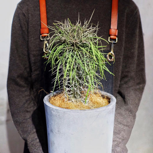 珍奇沙漠植物马达加斯加龙树didiereamadagascariensis