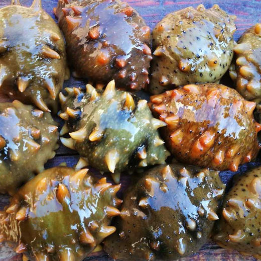 大连野生辽刺参(海参) | 深海捕捞 | 公平贸易 | 基地直发包邮 * Dalian Wild Liaoning Sea Cucumber 商品图8