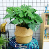 草编篮大型绿植-天堂鸟鹤望兰植物室内琴叶榕盆栽虎皮兰植物室内龟背竹吸甲醛绿植北欧风 商品缩略图3