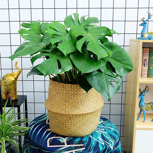 草编篮大型绿植-天堂鸟鹤望兰植物室内琴叶榕盆栽虎皮兰植物室内龟背竹吸甲醛绿植北欧风 商品图3