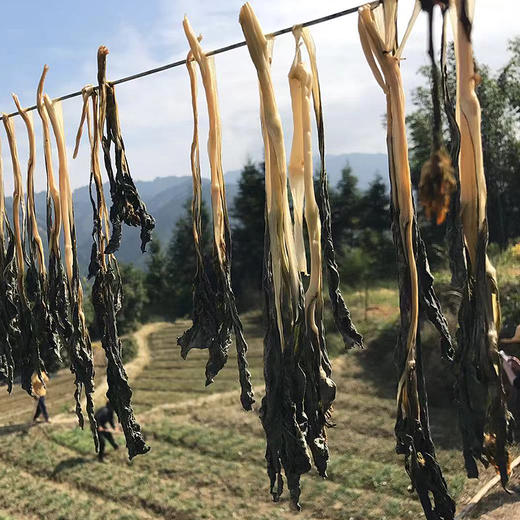 菜心干太阳晒干露天种植广东乐昌绿乐源有机农场