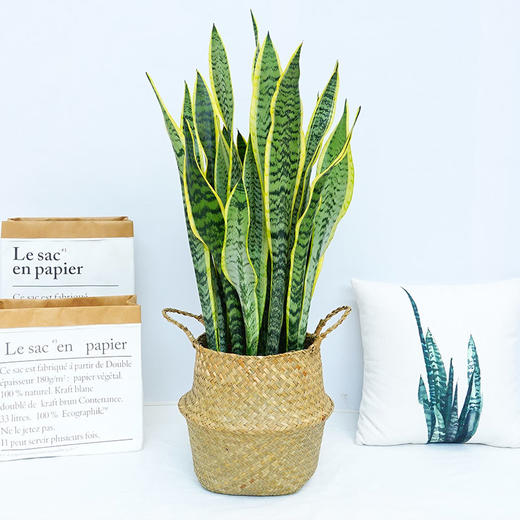 草编篮大型绿植-天堂鸟鹤望兰植物室内琴叶榕盆栽虎皮兰植物室内龟背竹吸甲醛绿植北欧风 商品图4