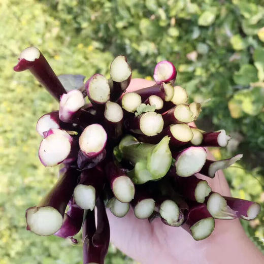 湖北洪湖 霜打红菜苔4斤送1斤顺丰包邮 商品图1