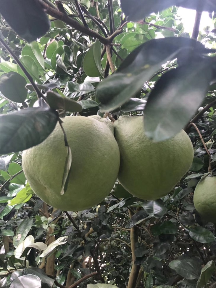 众牌红宝石血柚 红心柚子 版纳天天水果