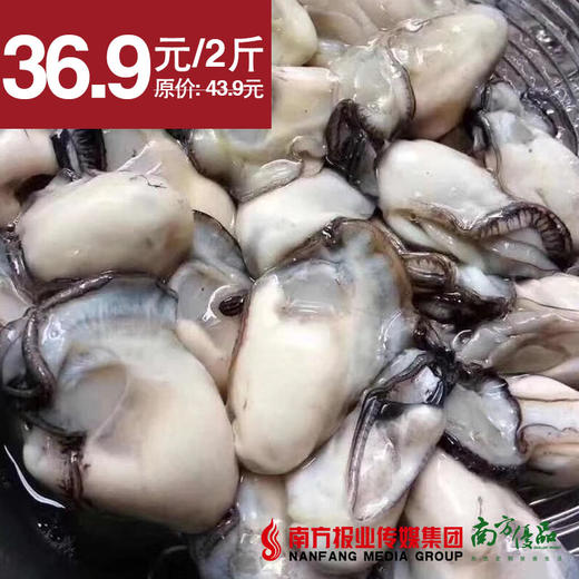 【24号提货】饶平新鲜 生蚝蚝肉  约2斤 商品图0
