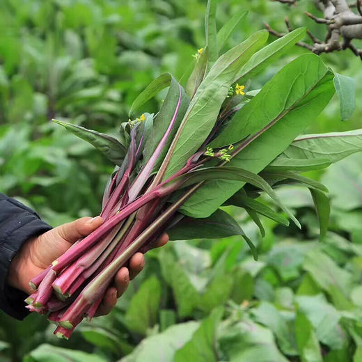 湖北洪湖 霜打红菜苔4斤送1斤顺丰包邮 商品图2