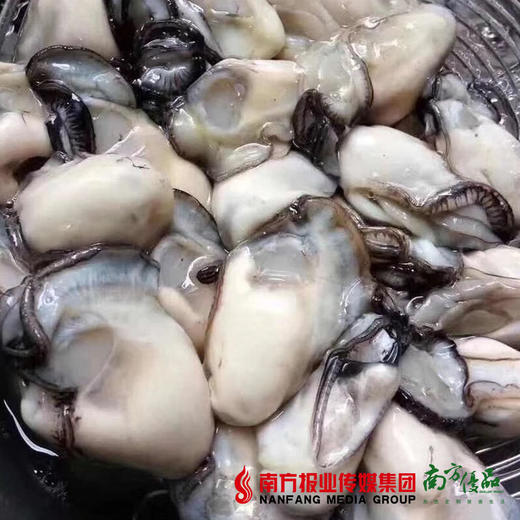【24号提货】饶平新鲜 生蚝蚝肉  约2斤 商品图4