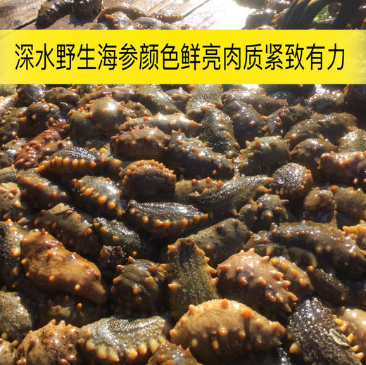 大连野生辽刺参(海参) | 深海捕捞 | 公平贸易 | 基地直发包邮 * Dalian Wild Liaoning Sea Cucumber 商品图7