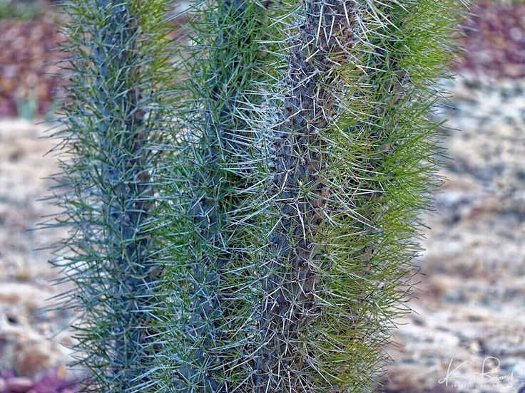 珍奇沙漠植物马达加斯加龙树didiereamadagascariensis