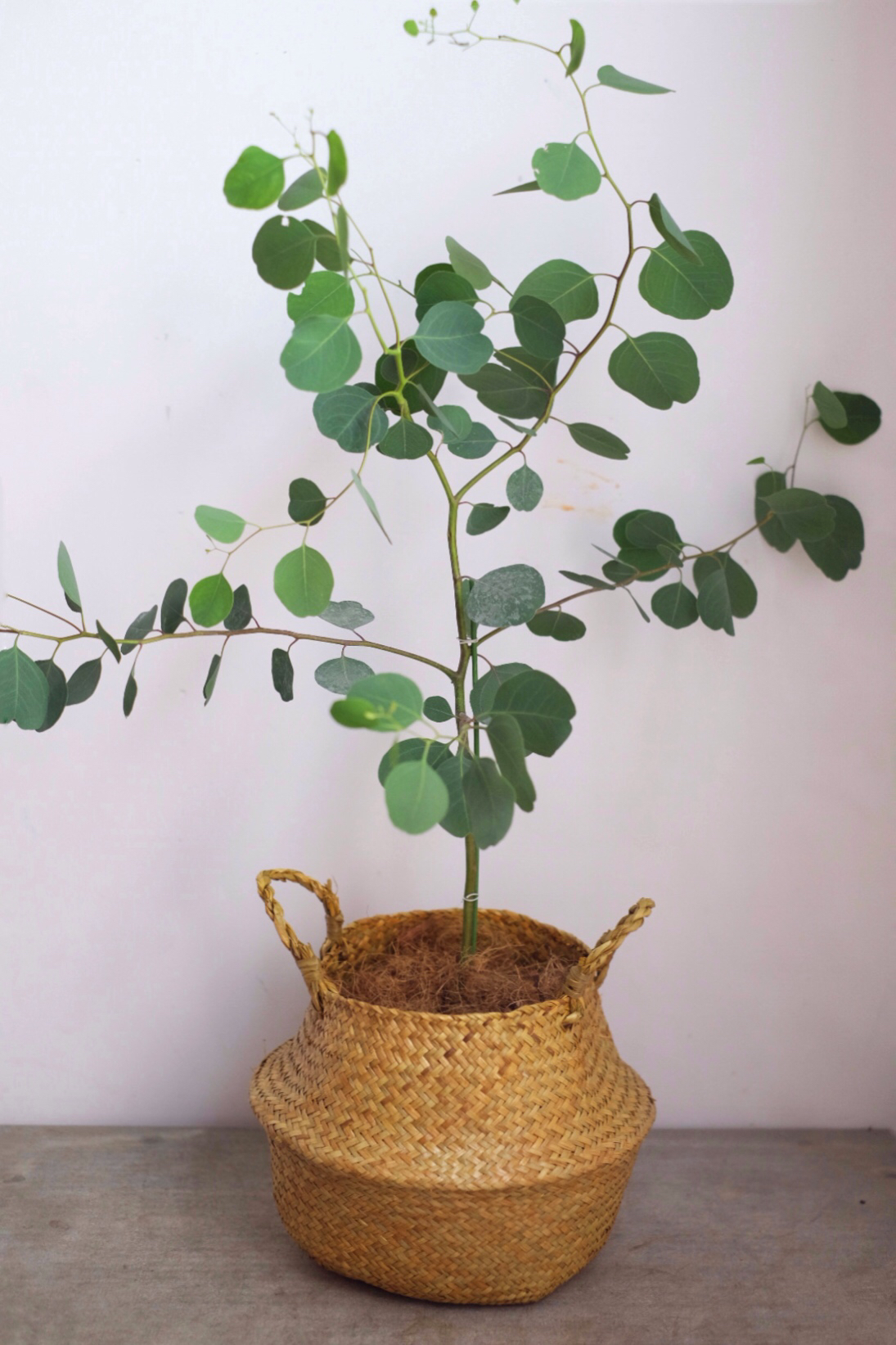 圆叶多花桉(尤加利)