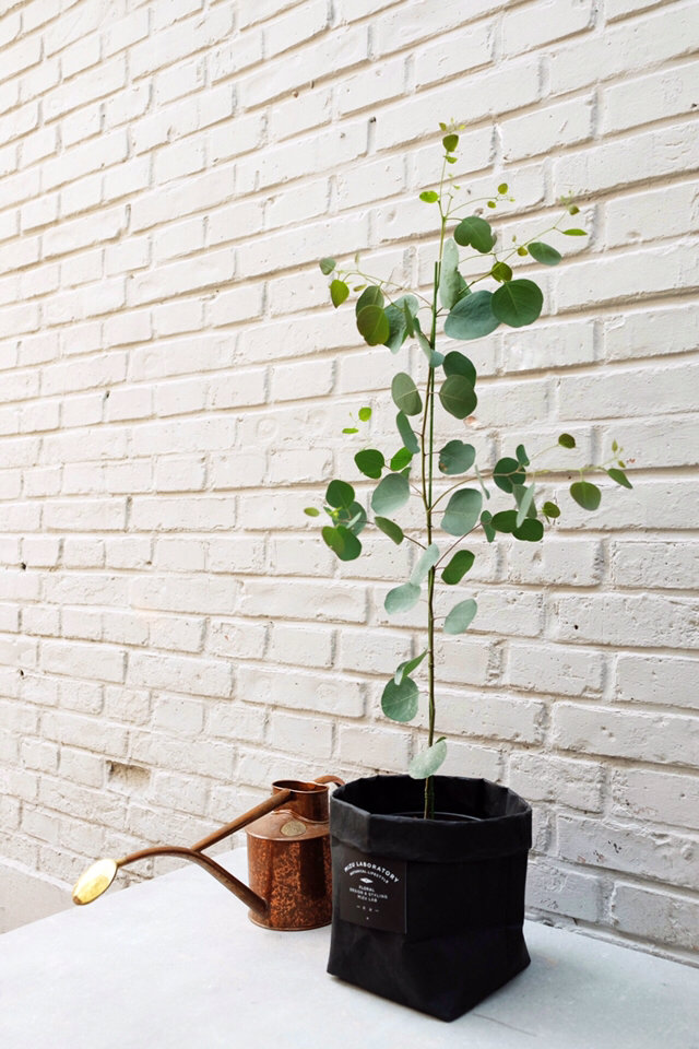 圆叶多花桉(尤加利)