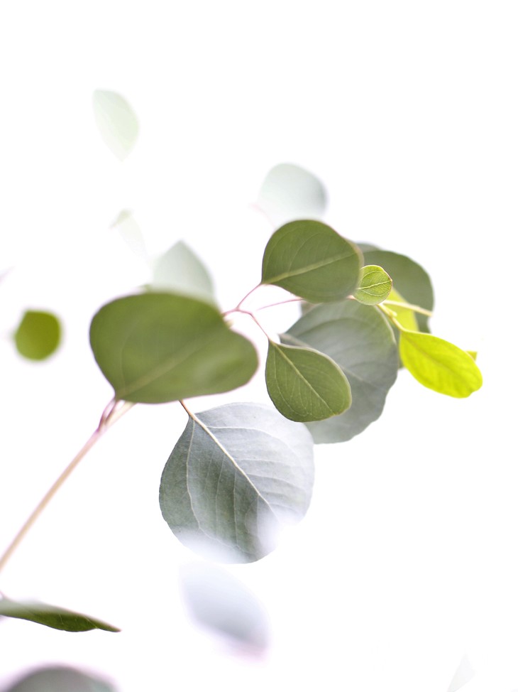 圆叶多花桉(尤加利)