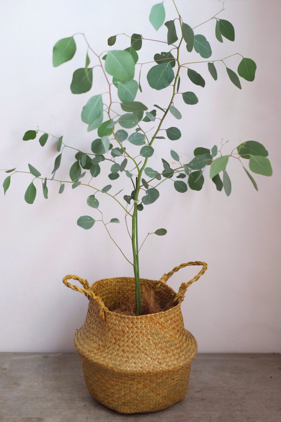 圆叶多花桉(尤加利)