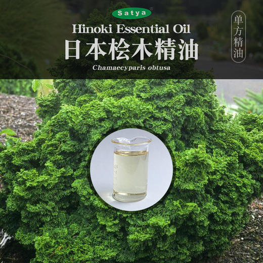 satya日本桧木精油5ml单方精油