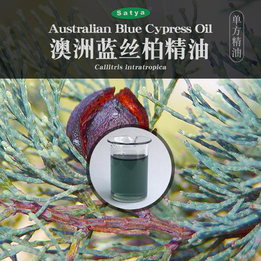 satya澳洲蓝丝柏精油5ml富含愈创天蓝烃单方精油