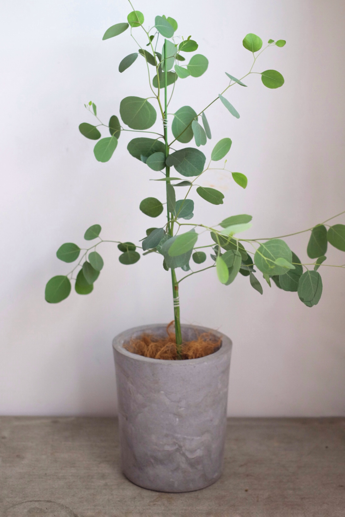 圆叶多花桉(尤加利)