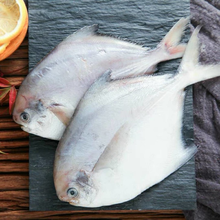 4份包邮银鲳鱼500g渤海湾深海野生捕捞跟养殖的大金鲳鱼不一样