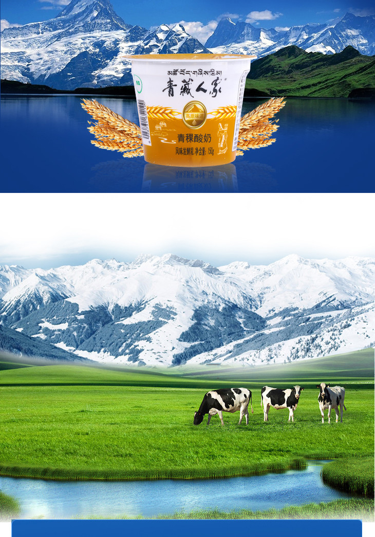 青藏人家青稞酸奶一杯150g/整箱150g*12杯(酸奶)