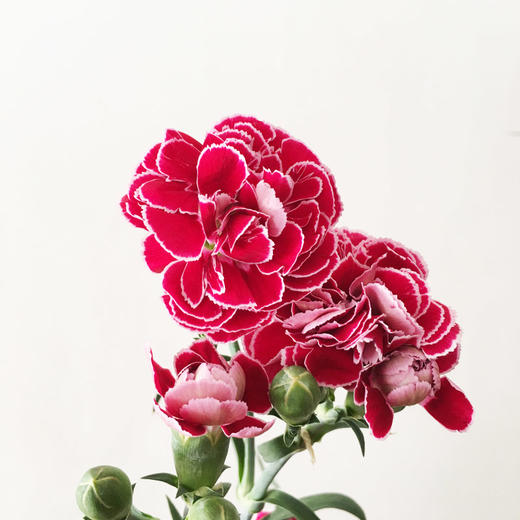 「紫红色系蝴蝶多头康乃馨」16枝 4枝防损-fx