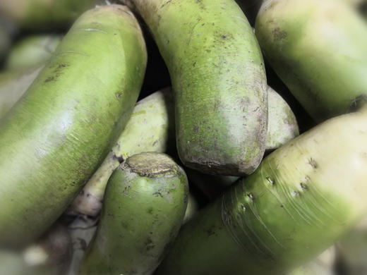 青萝卜 商品图1