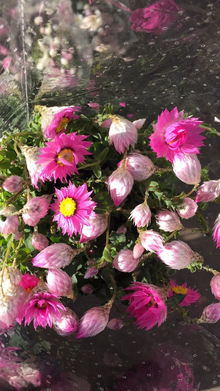 昆明直发55元扎鲁丹鸟粉白可选顺丰中通可选全国包邮