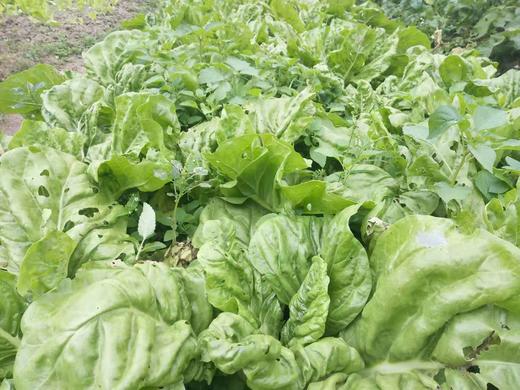 君达菜露天种植广东中山心园农场只发广东