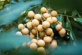 39.小暑身体养护手册