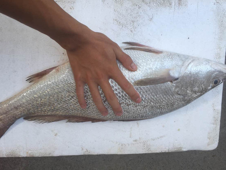 野生赤嘴鳘鱼福建省内满200包邮省外补拍运费差价