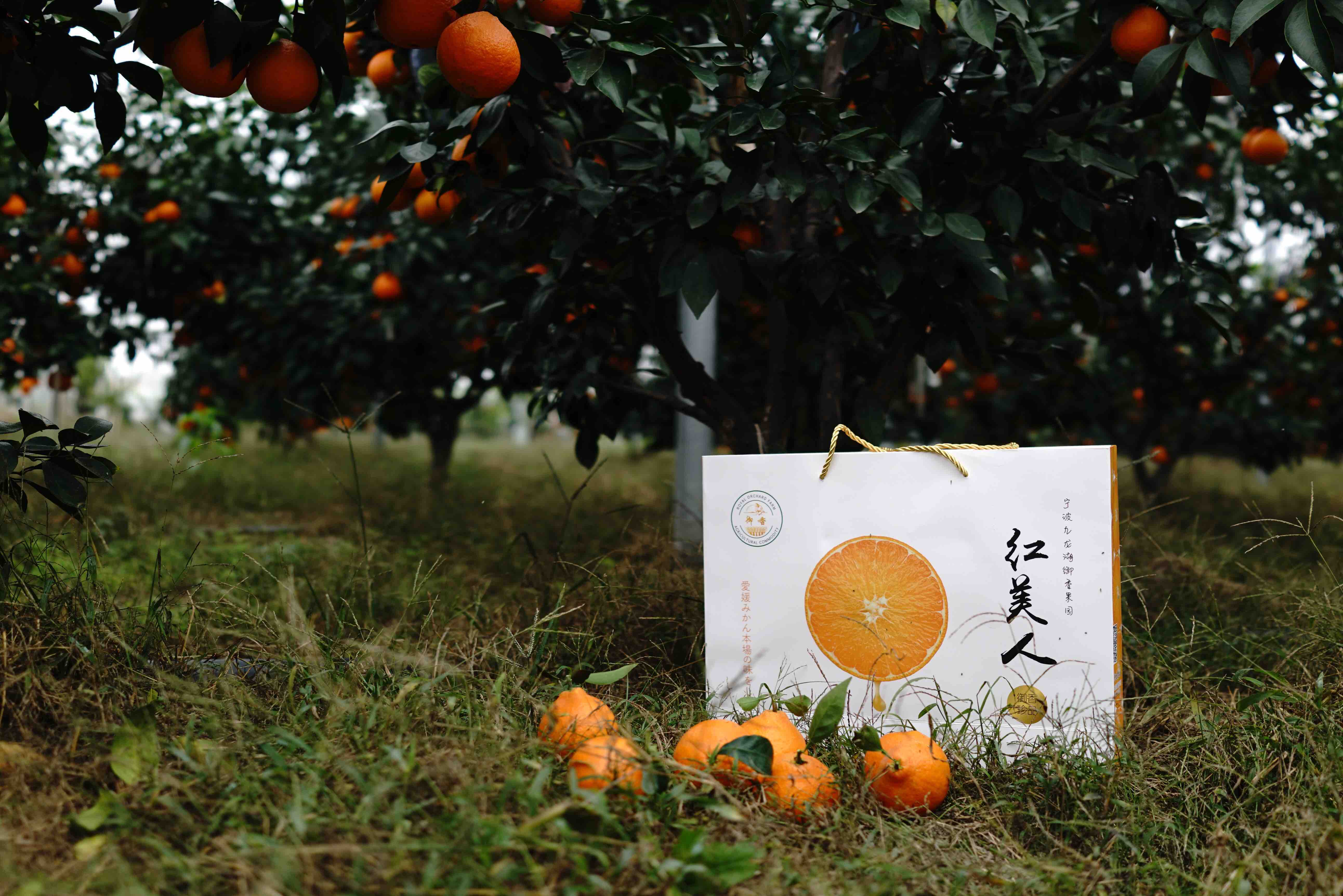 美人柑橘12个装约6斤左右口感细腻柔软多汁囊壁薄无渣入口即化有甜橙