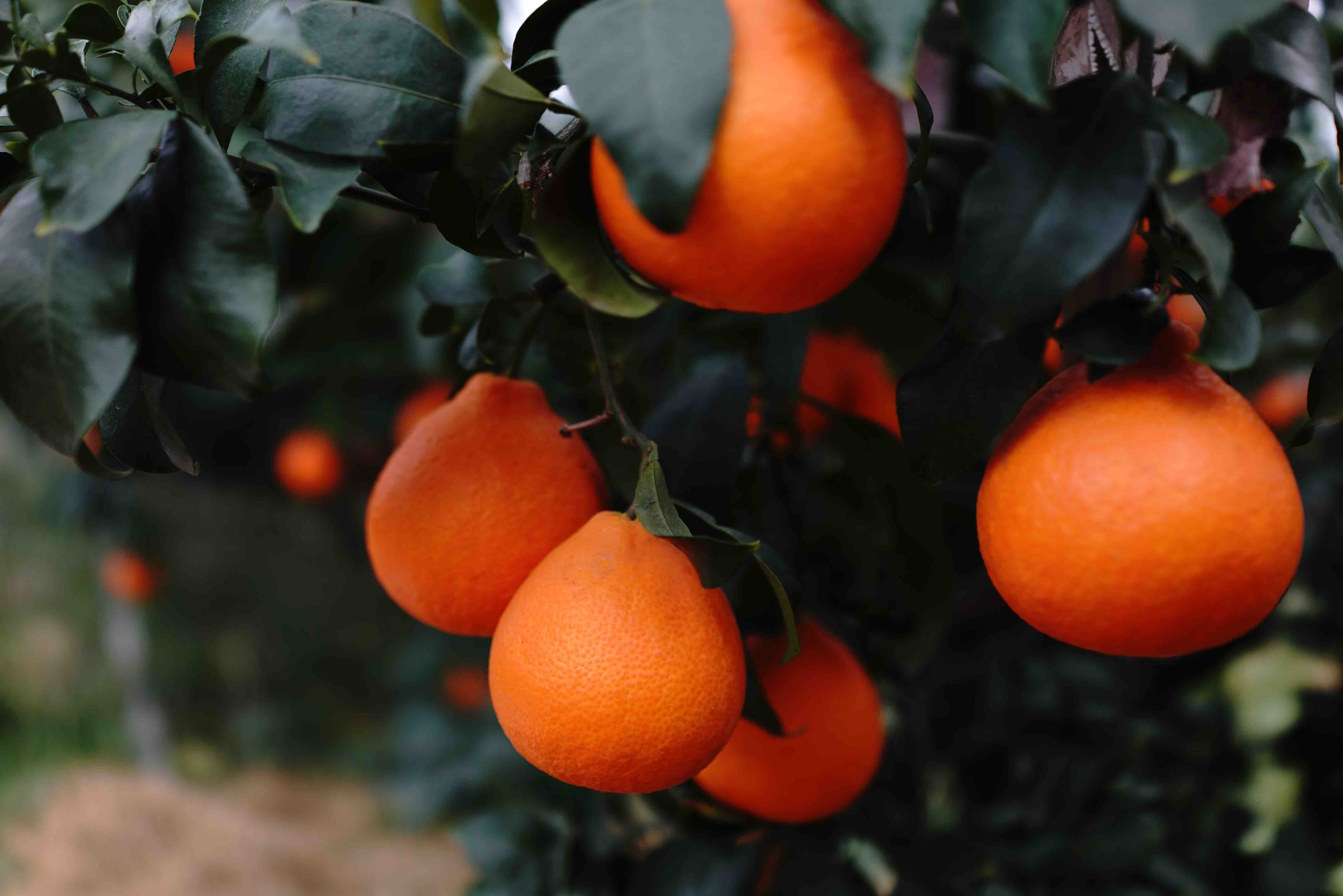 京津冀沪浙江宁波红美人柑橘12个装约6斤左右口感细腻柔软多汁囊壁薄