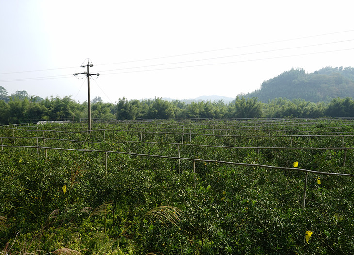 融安滑皮金桔天然维c补充剂香甜不酸涩