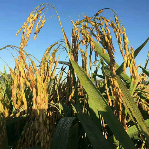 【农场直邮】有机种植方式种植的稻花香大米|10斤装（五常县川北道合作社） 商品图2
