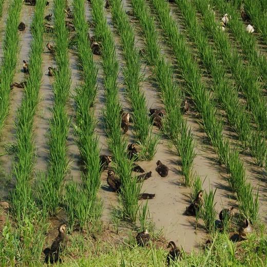 【农场直邮】有机种植方式种植的稻花香大米|10斤装（五常县川北道合作社） 商品图1
