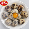 【神丹】新鲜鹌鹑鲜蛋 50枚装 约425g 商品缩略图1
