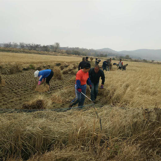 【农场直邮】有机种植方式种植的稻花香大米|10斤装（五常县川北道合作社） 商品图4